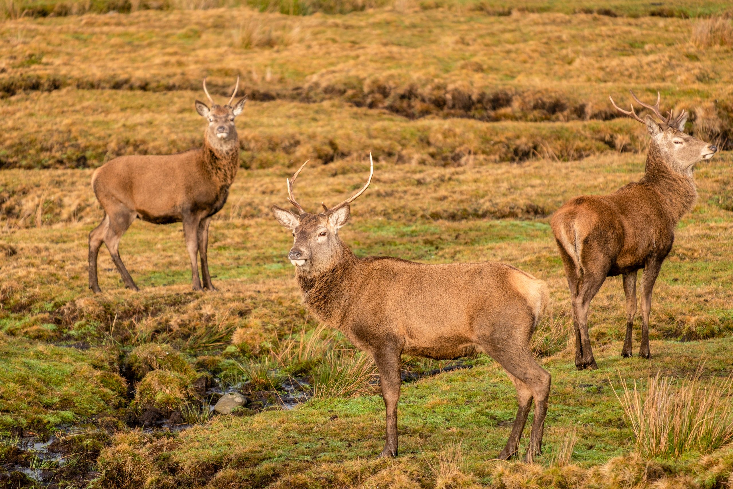 The Highlands