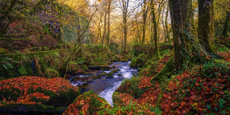 The UK’s Most Beautiful Forest Walks And Woodland Escapes
