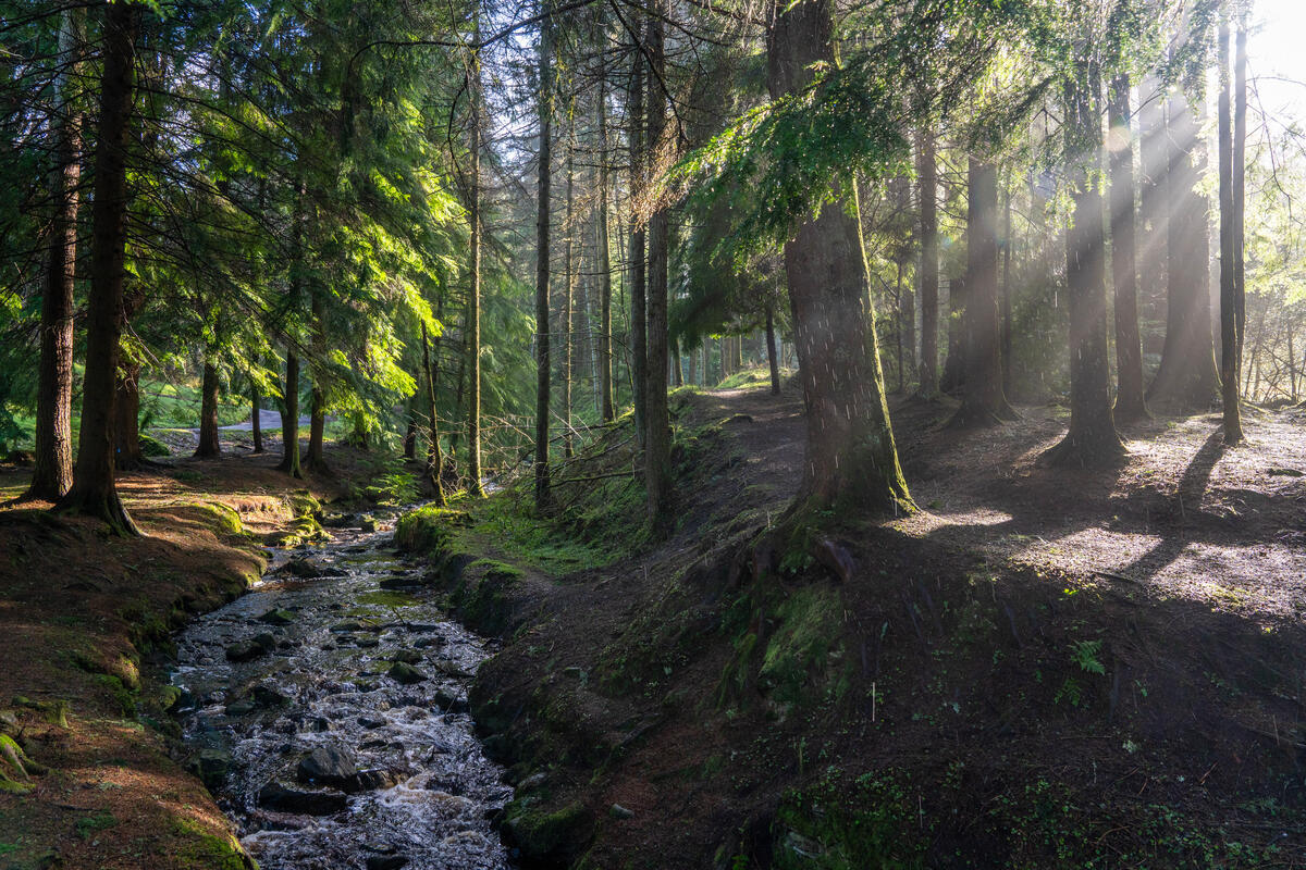 Gortin Glen Forest Park woodland trail