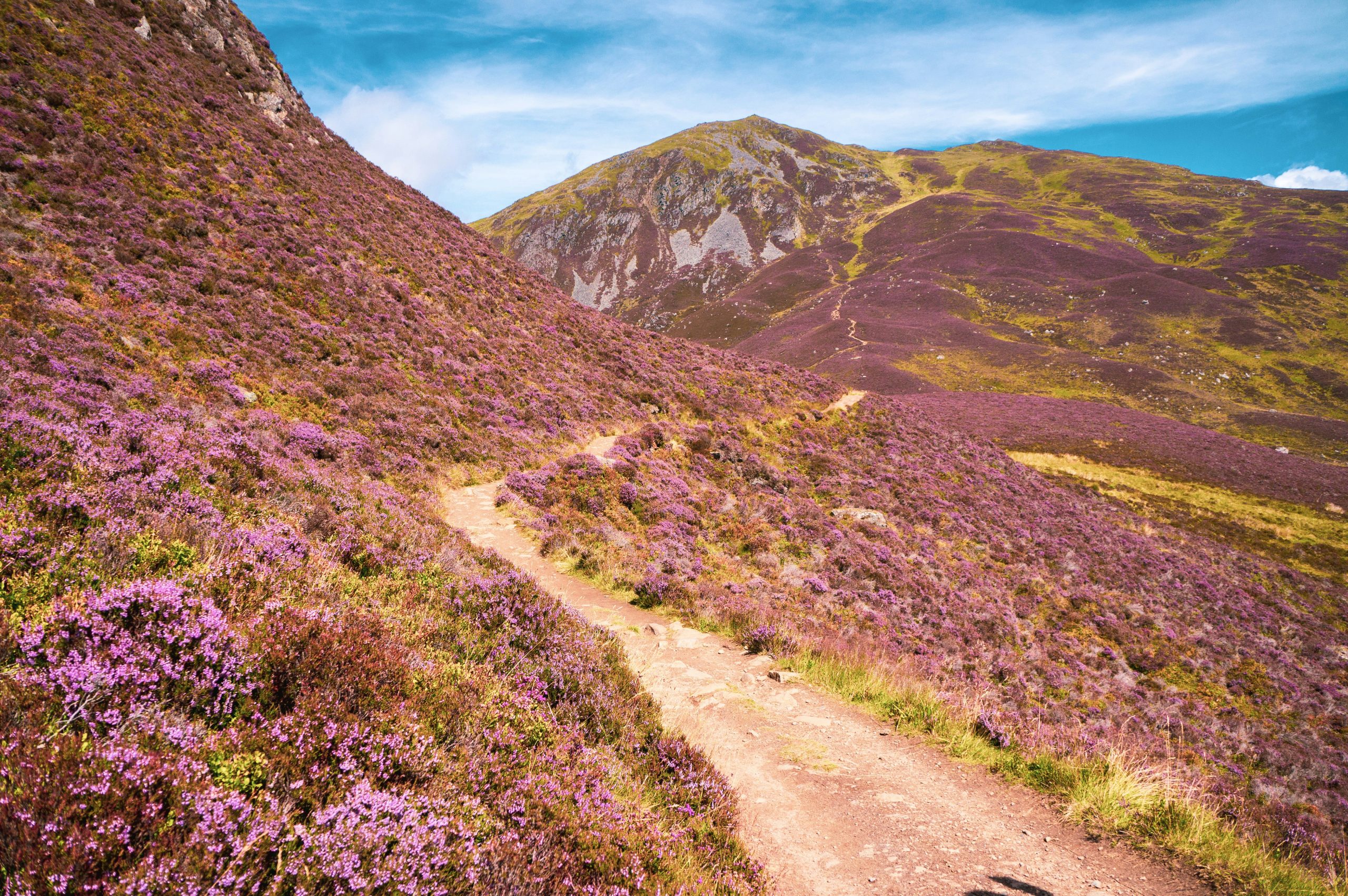 Red deer in the Cairngorms, Scotland
